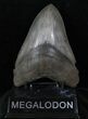 Serrated Megalodon Tooth - Quality #13063-1